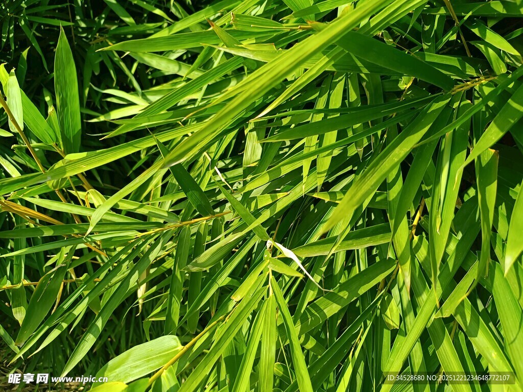翠绿竹叶特写