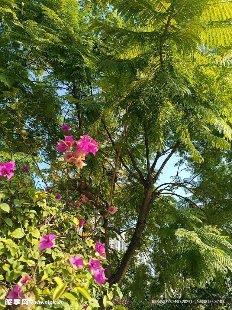 绿叶丛中绽放的艳丽花朵