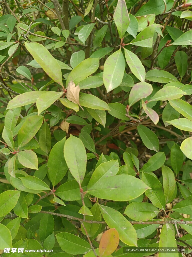 翠绿繁茂的植物叶片