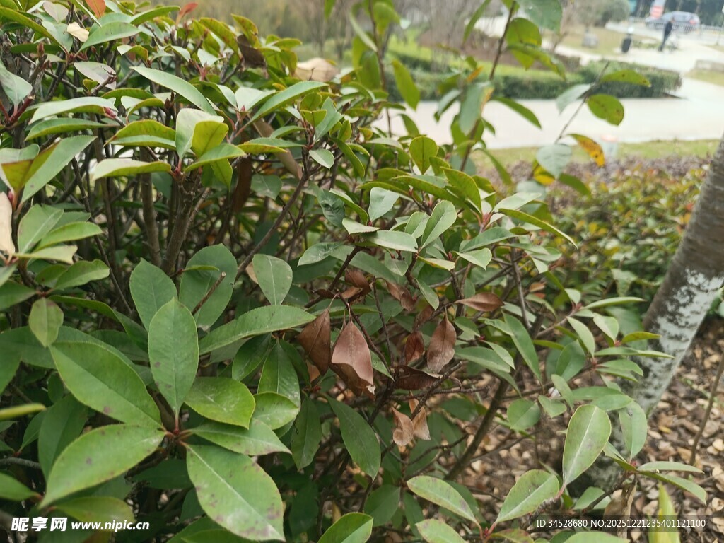 绿叶繁茂的户外灌木丛