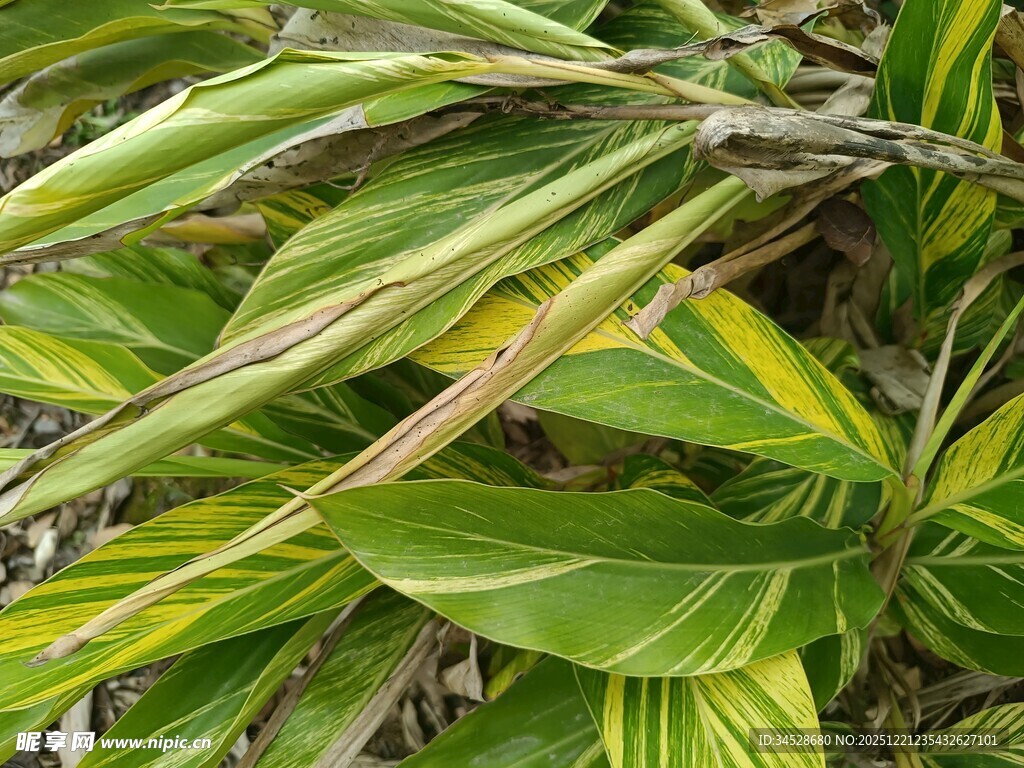 斑斓叶片的植物特写