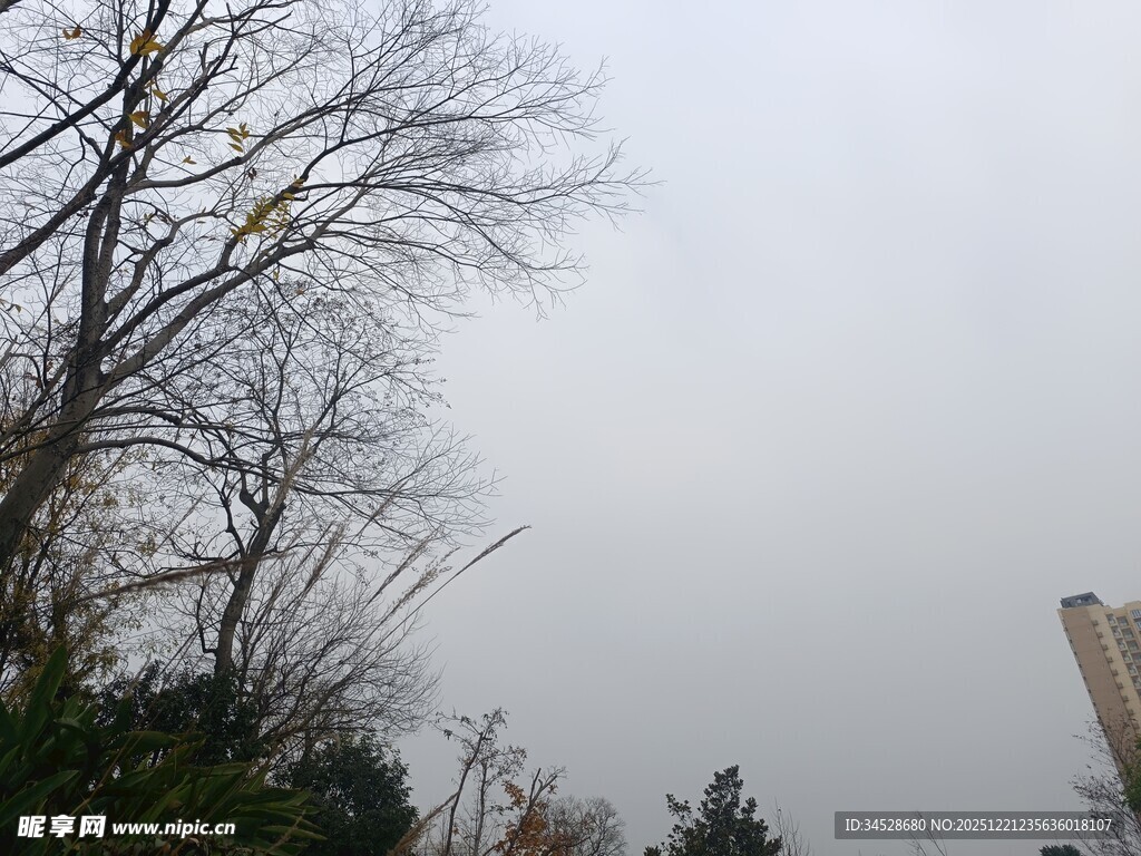 冬日枯树与远处建筑