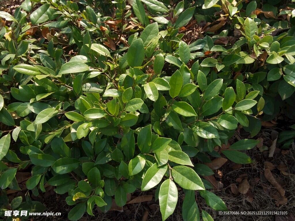 翠绿繁茂的低矮绿植