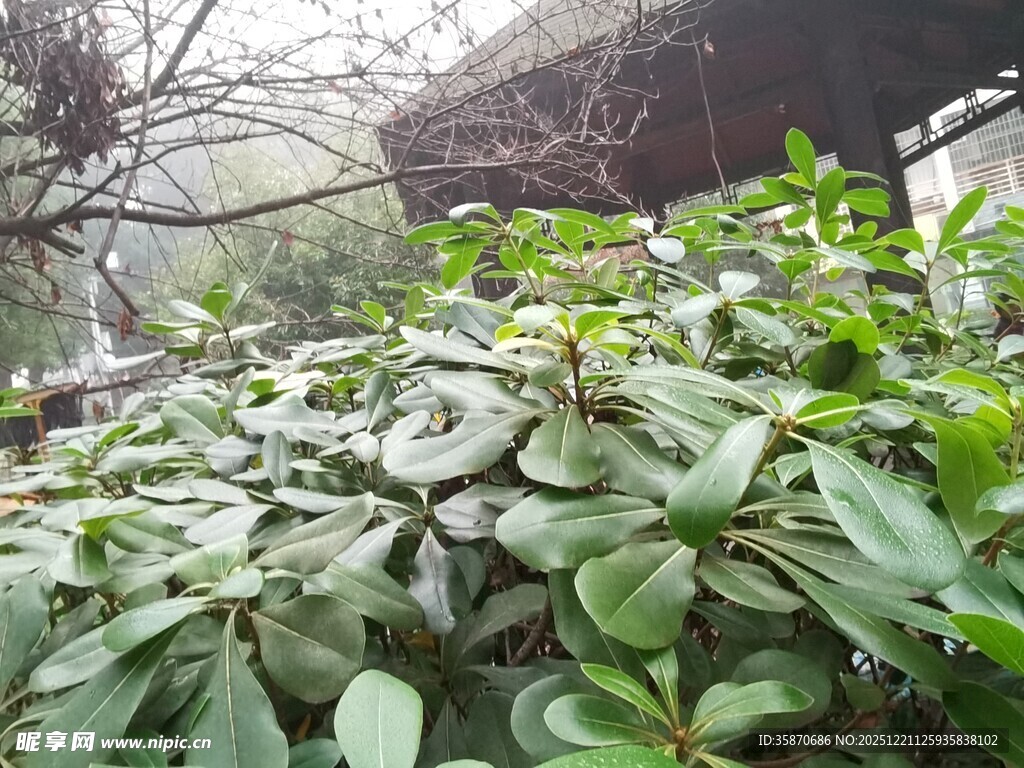 绿叶繁茂的植物景观