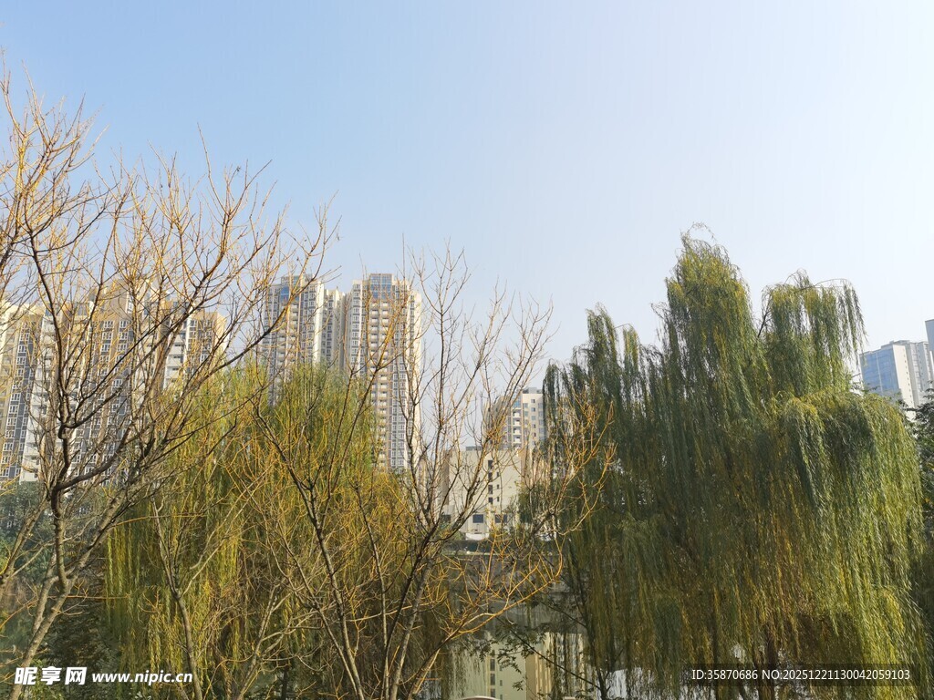 城市边的葱郁树木景观