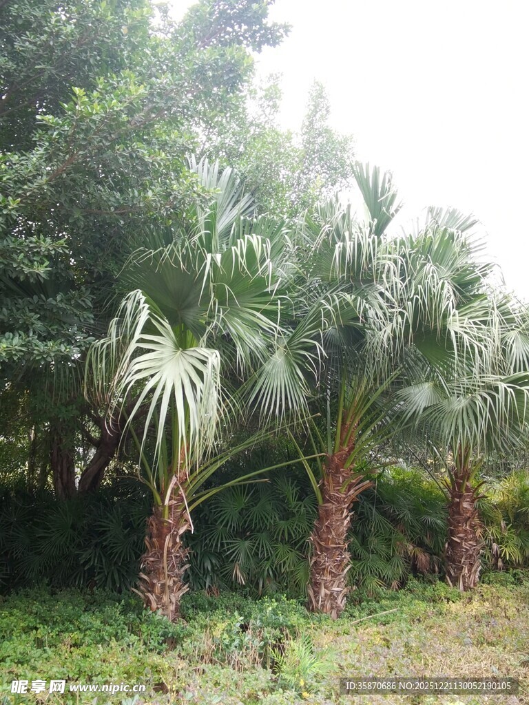户外丛生棕榈树景观