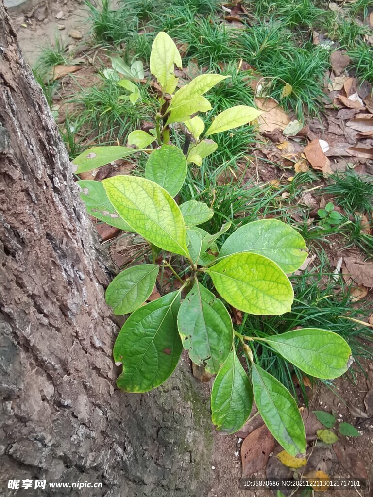 树干旁的嫩绿植物