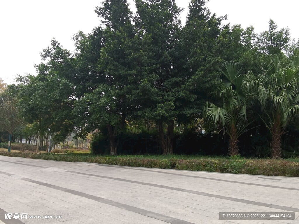 宽阔道路旁的葱郁树林