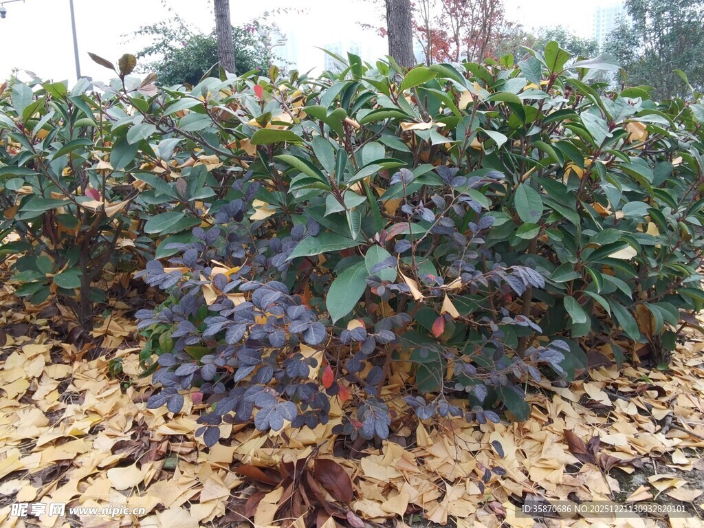绿叶植物与落叶景观