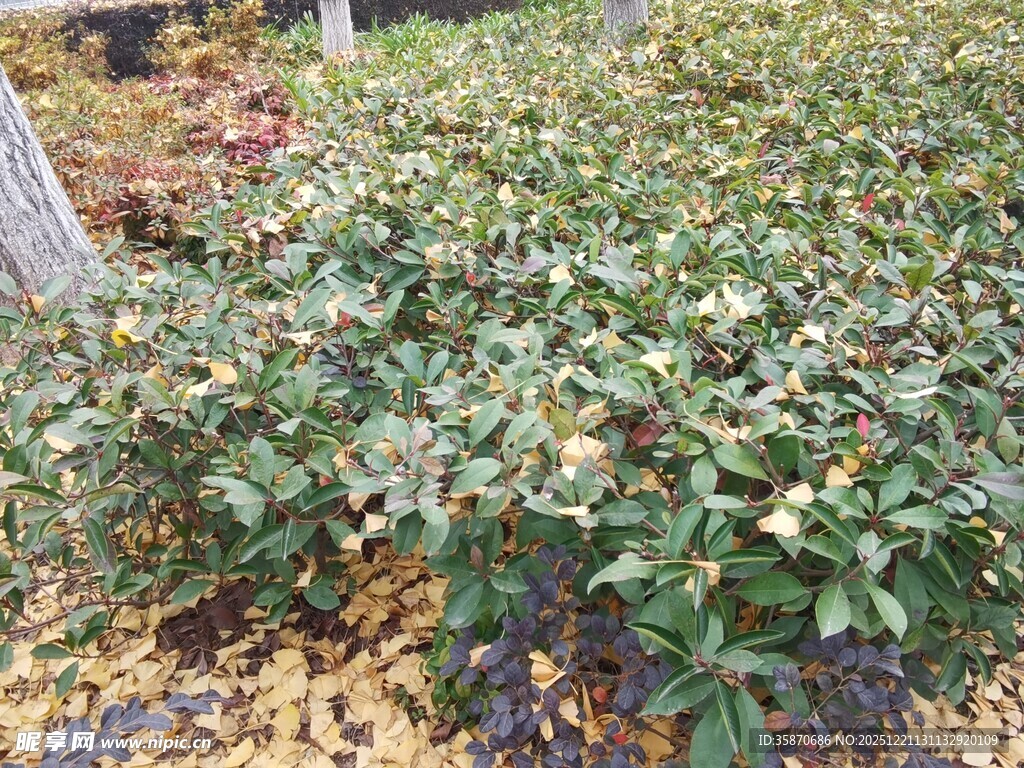 绿叶繁茂的植物景观