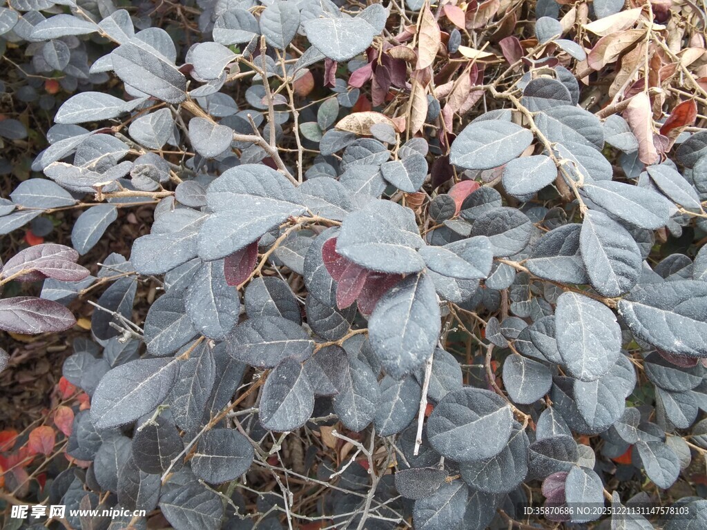 银灰色叶片植物特写