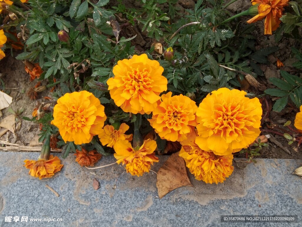 鲜艳万寿菊绽放于路边