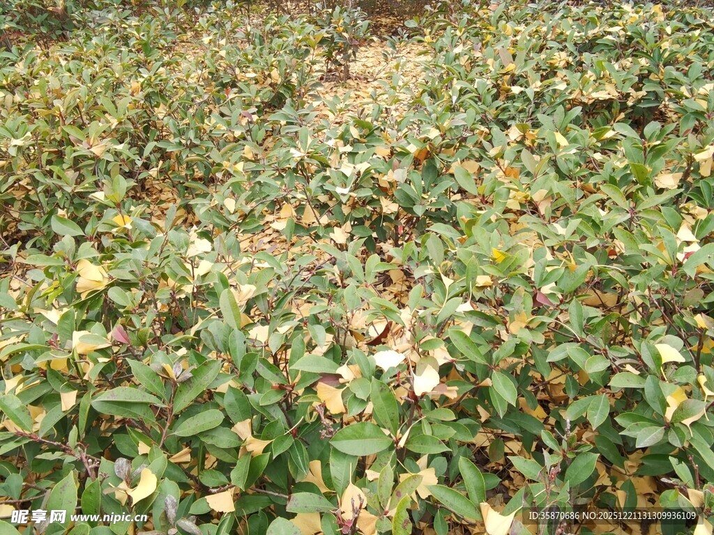 绿叶丛中的多彩植物