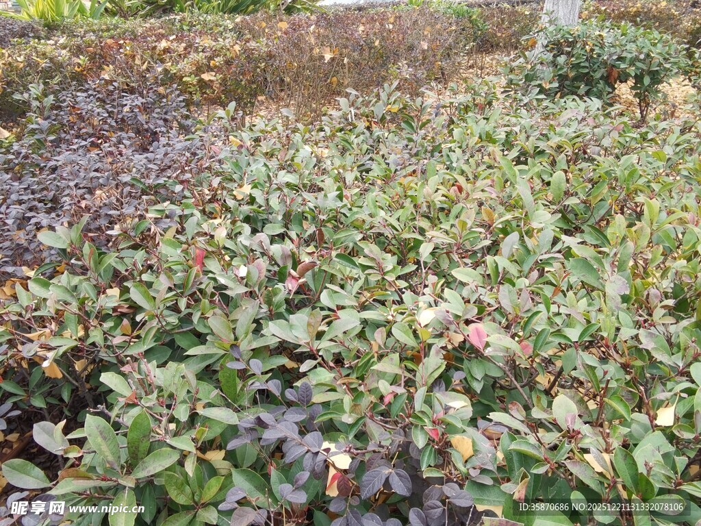 多彩植物景观