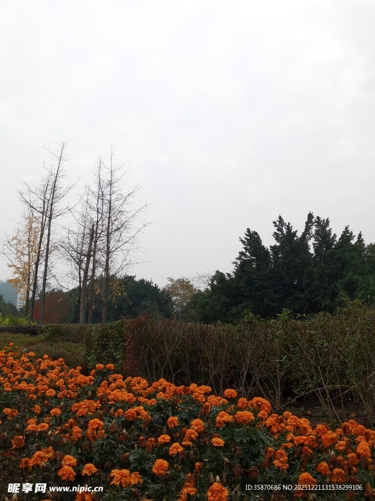 秋日花海中的挺拔树木