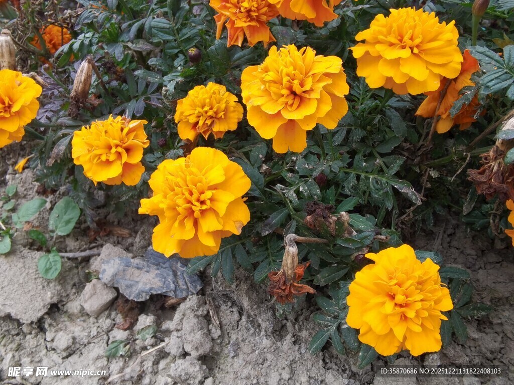 鲜艳万寿菊绽放于地面