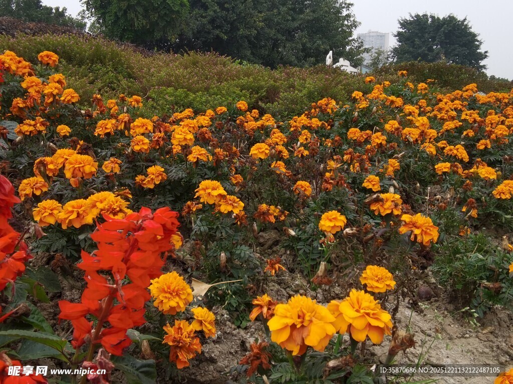 绚烂花海绽放多彩生命力