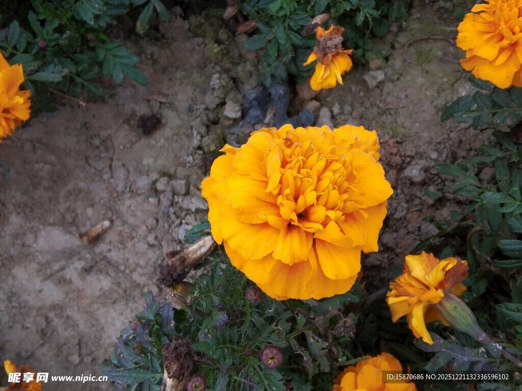 绽放的艳丽黄色万寿菊