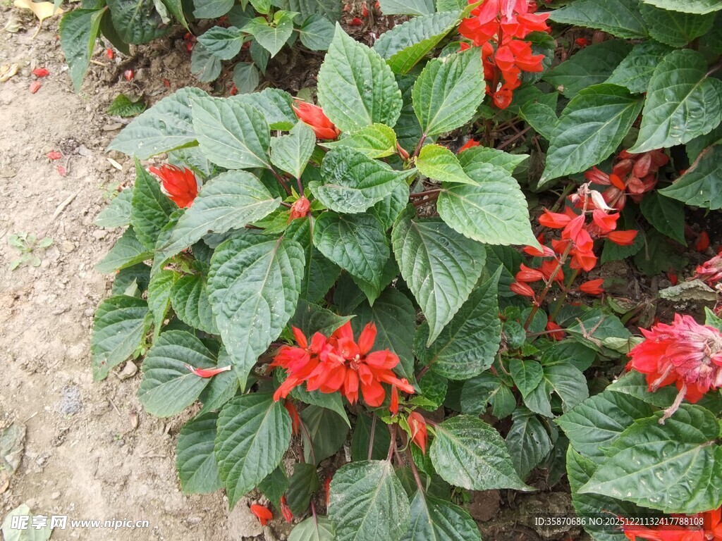 鲜艳串红绽放绿叶间