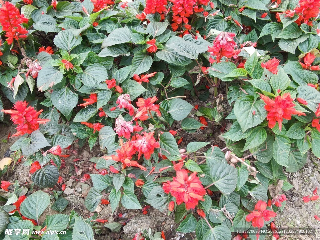 鲜艳红花与绿叶交相辉映