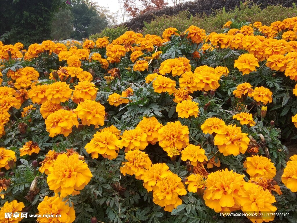 金黄万寿菊绽放的美景