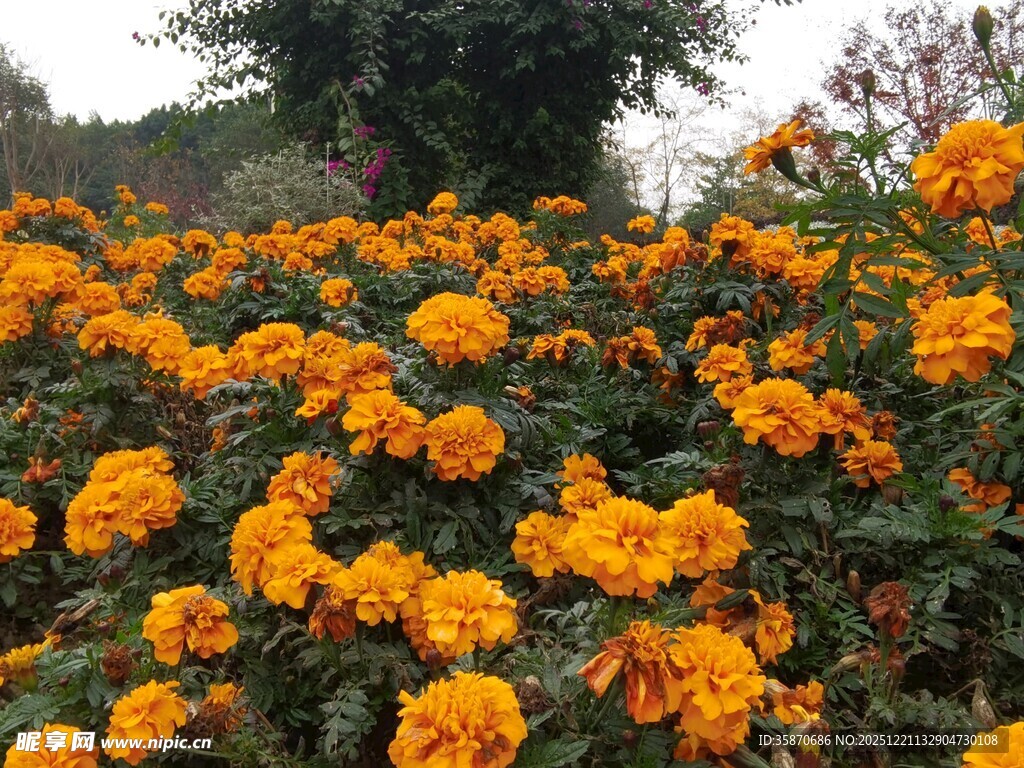 灿烂万寿菊绽放的美景