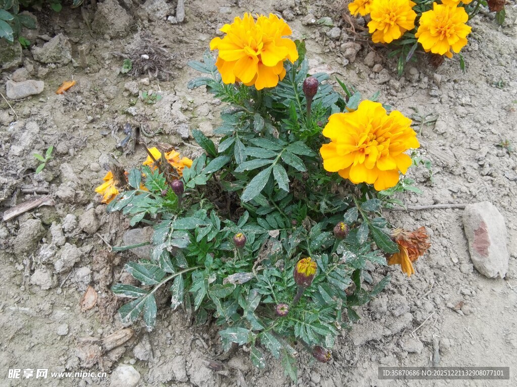 黄色万寿菊绽放于泥土间