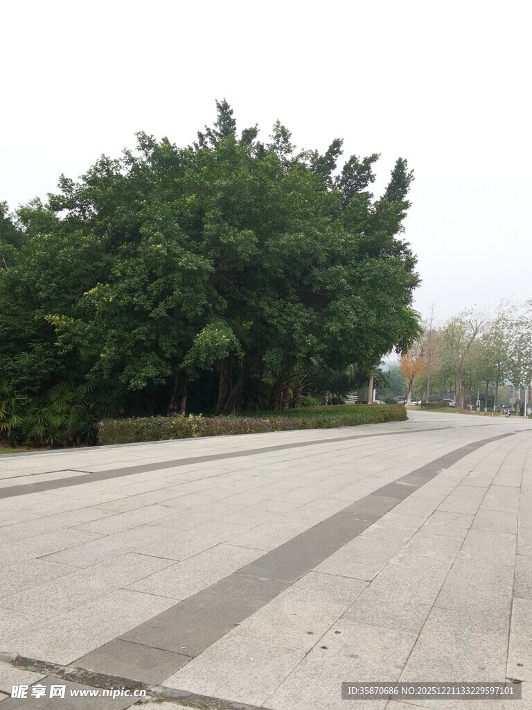 宽阔路面旁的葱郁树木
