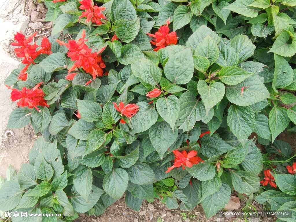 绿叶间绽放的艳红花朵