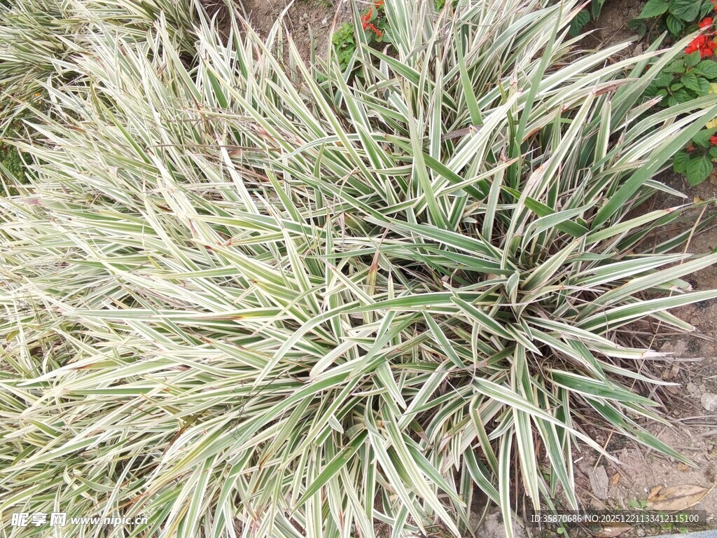 银边草植物特写