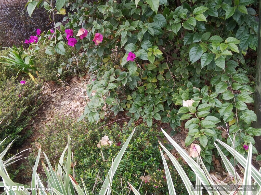 花园中的多彩花卉与绿植