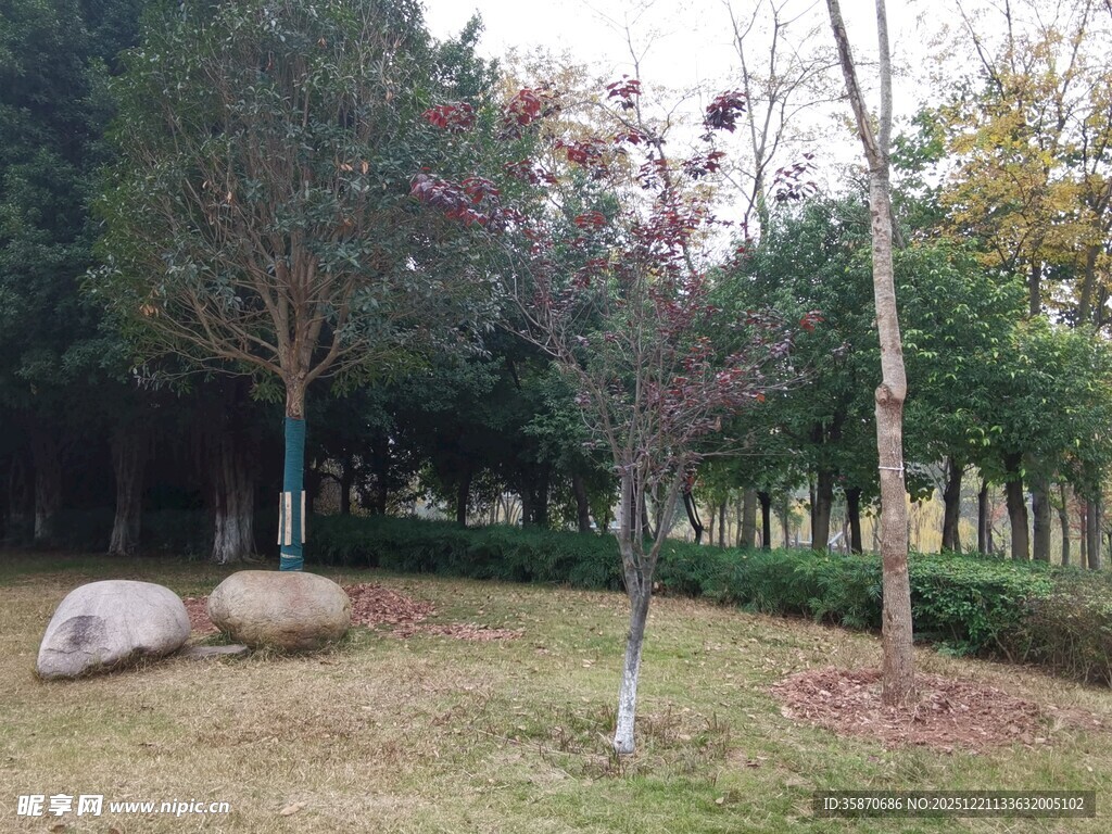 公园草地树木景观