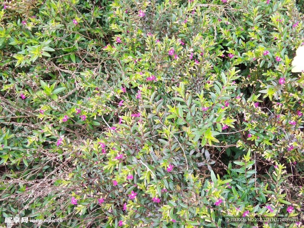 野外繁茂的绿色植物景观