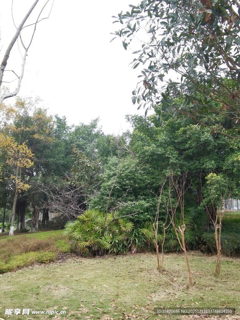 户外绿意盎然的自然景致