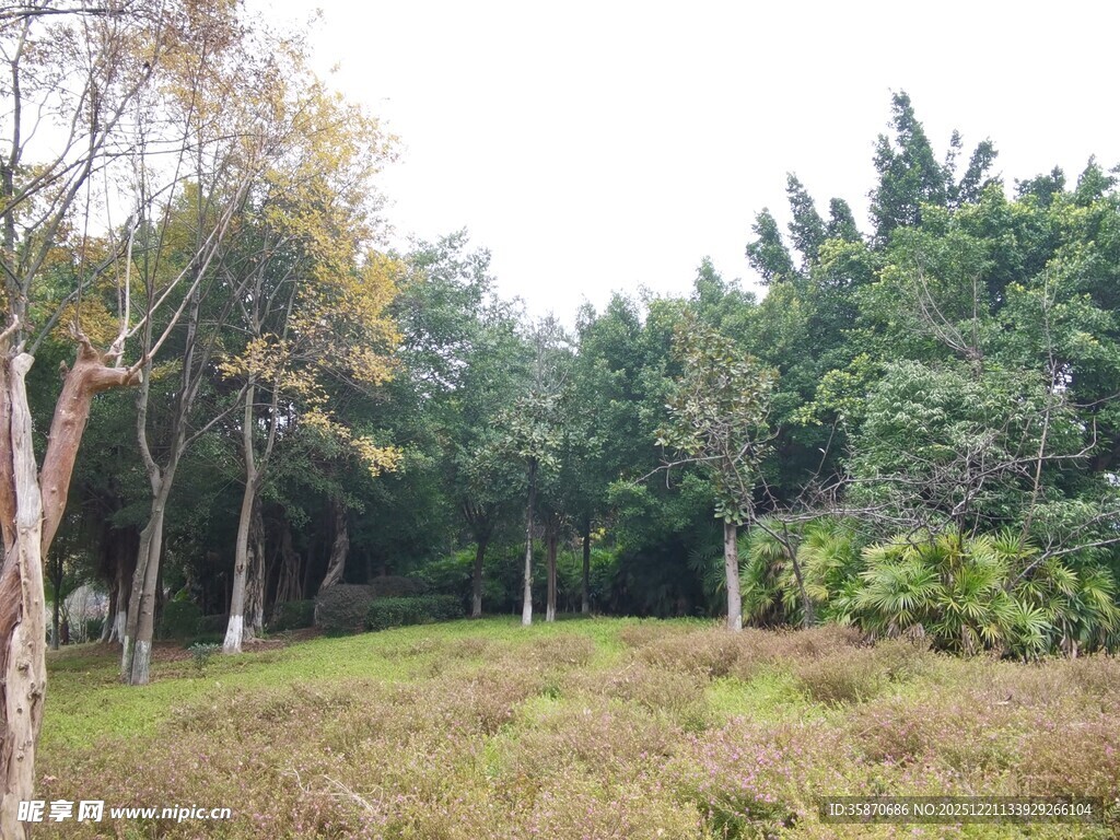 秋日林间草地风景