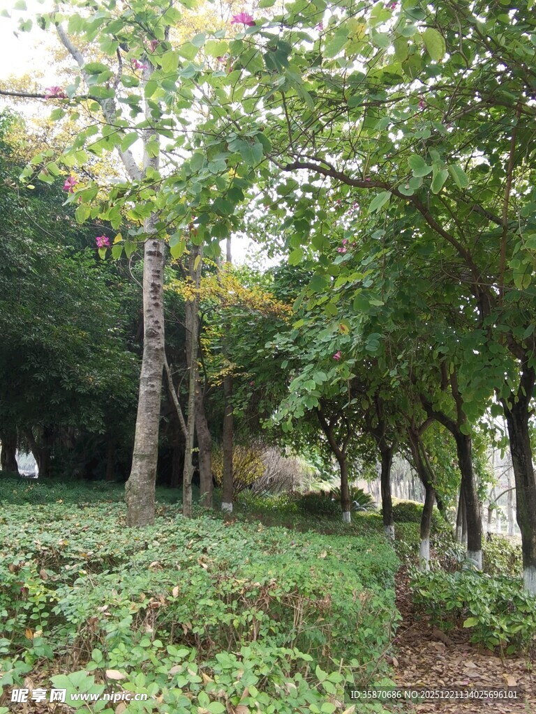 林间绿意盎然的静谧景致