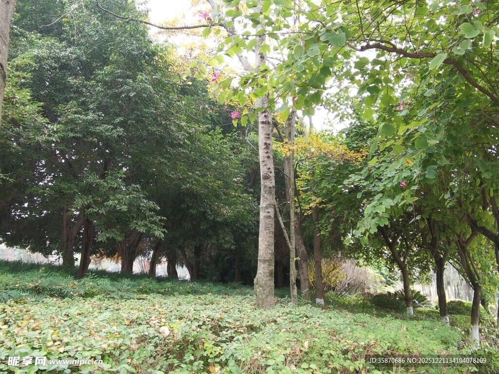 林间绿意盎然的自然景致