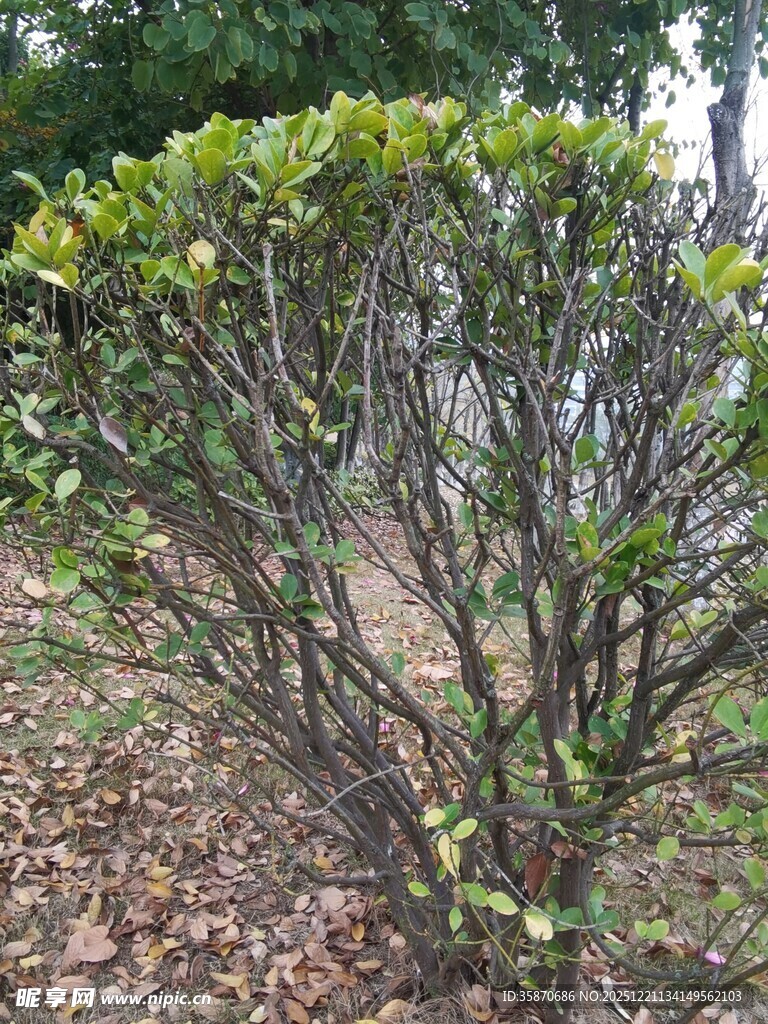 绿叶繁茂的矮灌木丛