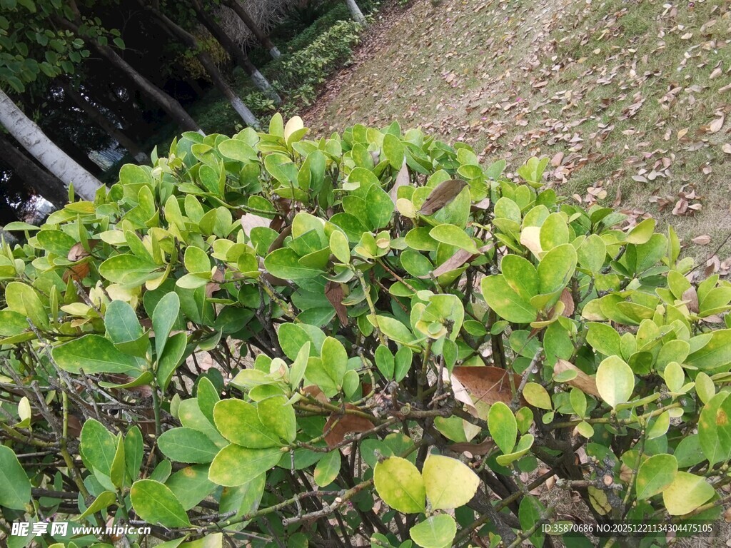 翠绿繁茂的低矮植物丛