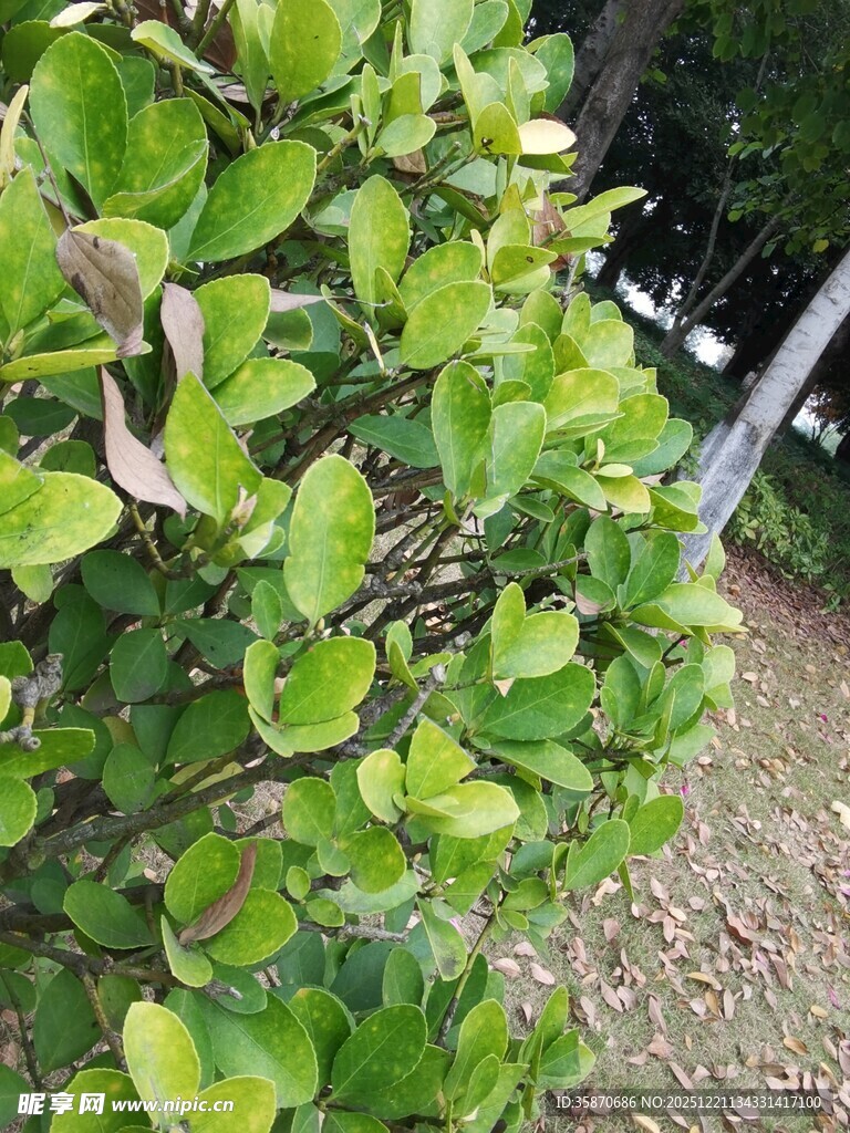 绿叶繁茂的灌木丛