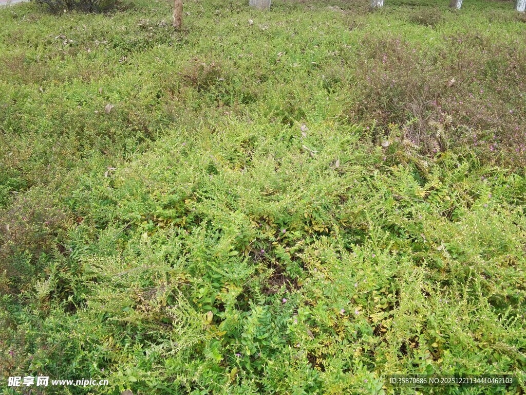 绿意盎然的草地景观