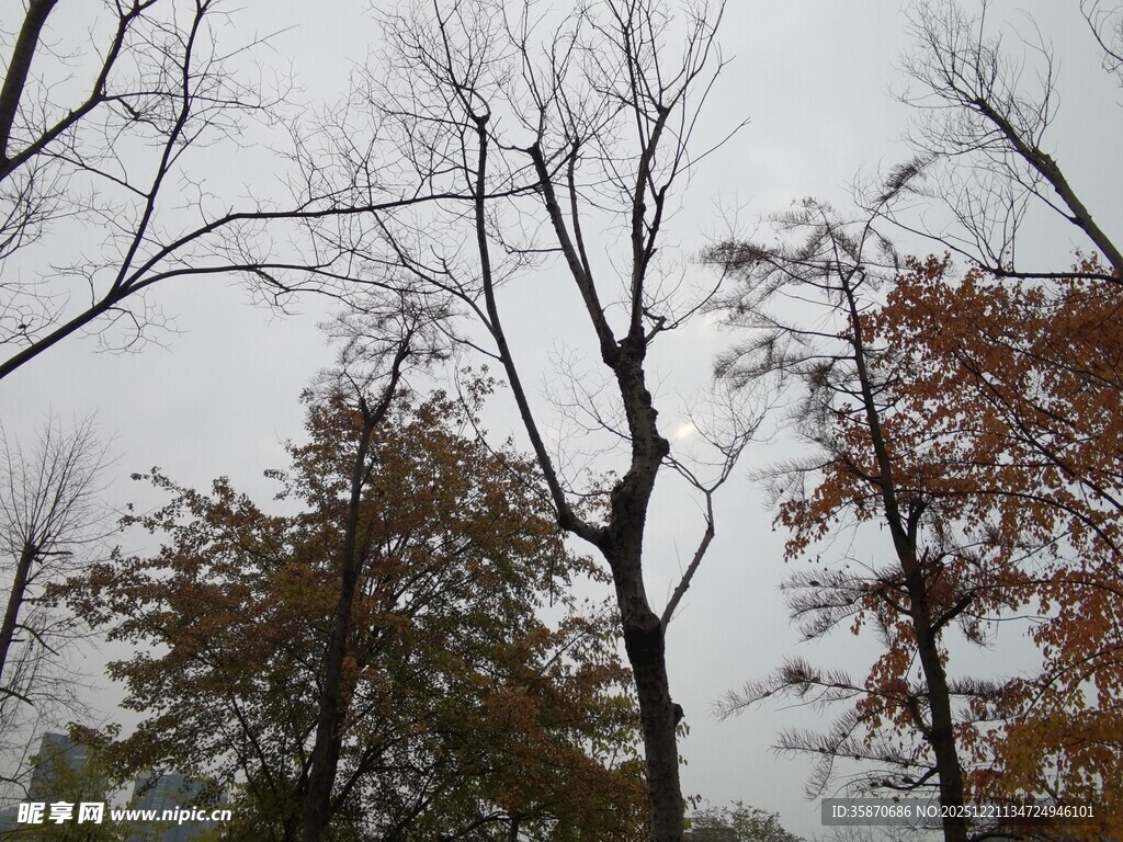 秋冬时节的萧瑟树林景观