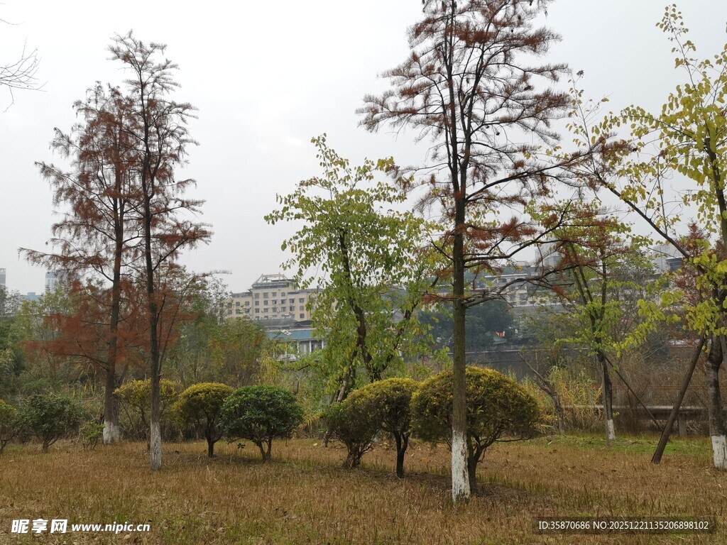 秋日公园树木景致