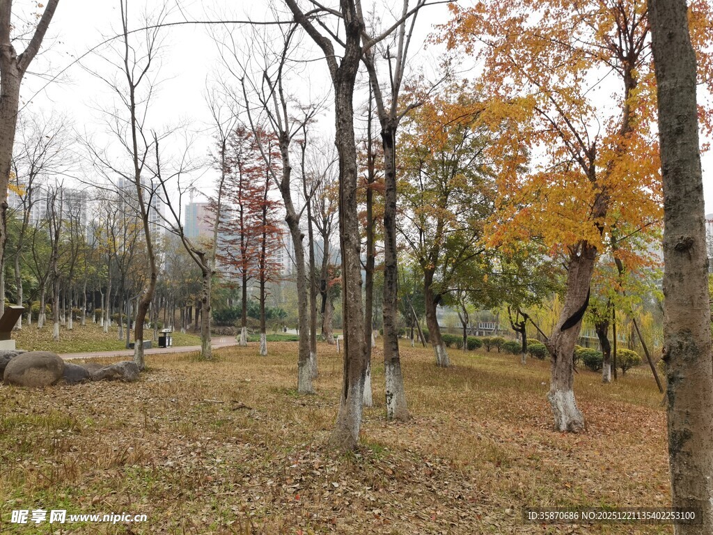 秋日公园树林美景