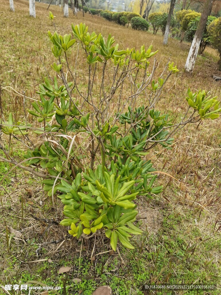 野外生长的绿色植物