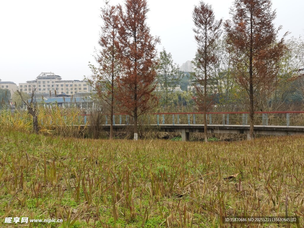 秋日田野旁的树木与建筑