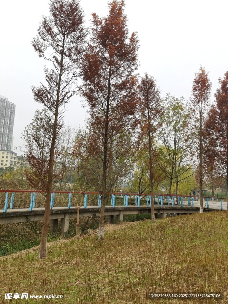 秋日公园河畔树木景致