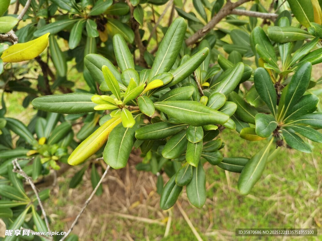 绿叶间的黄色花朵绽放