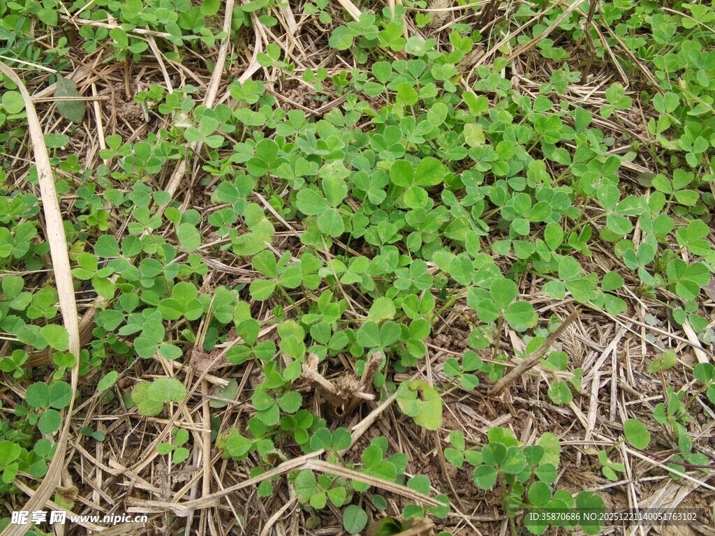 地面的嫩绿三叶草植物