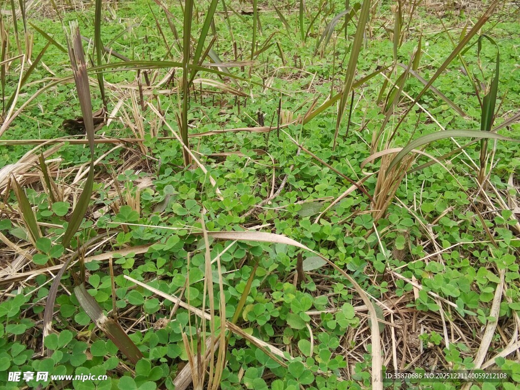 田野中的嫩绿植物